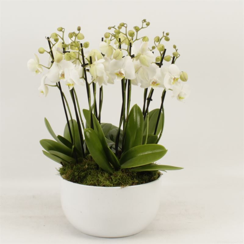 Phalaenopsis Anthura Inverness Sena schaal wit 12 tak Inverness met platmos, D 26