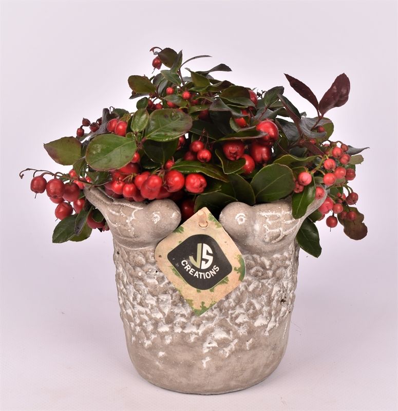 Cement vogelpotje grijs 12cm, D 12 cm