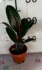 Фикус абиджан 10 25 (предзаказ)