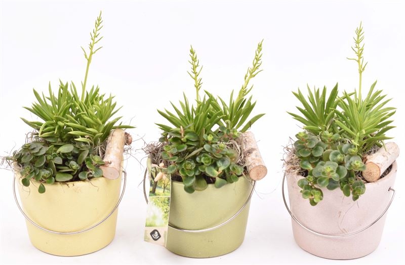 Keramiek Rose Blossom Matte 12cm, D 12