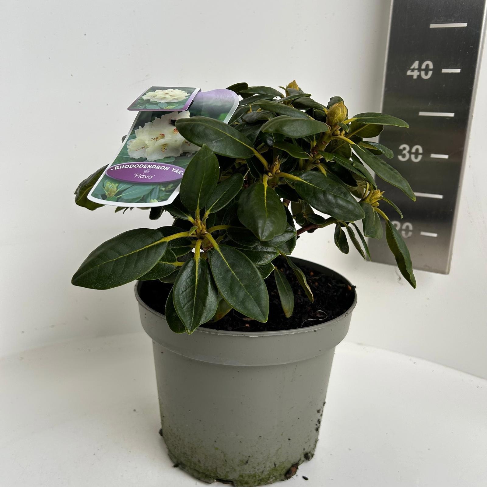 Rhododendron (Y) 'Flava', D 23