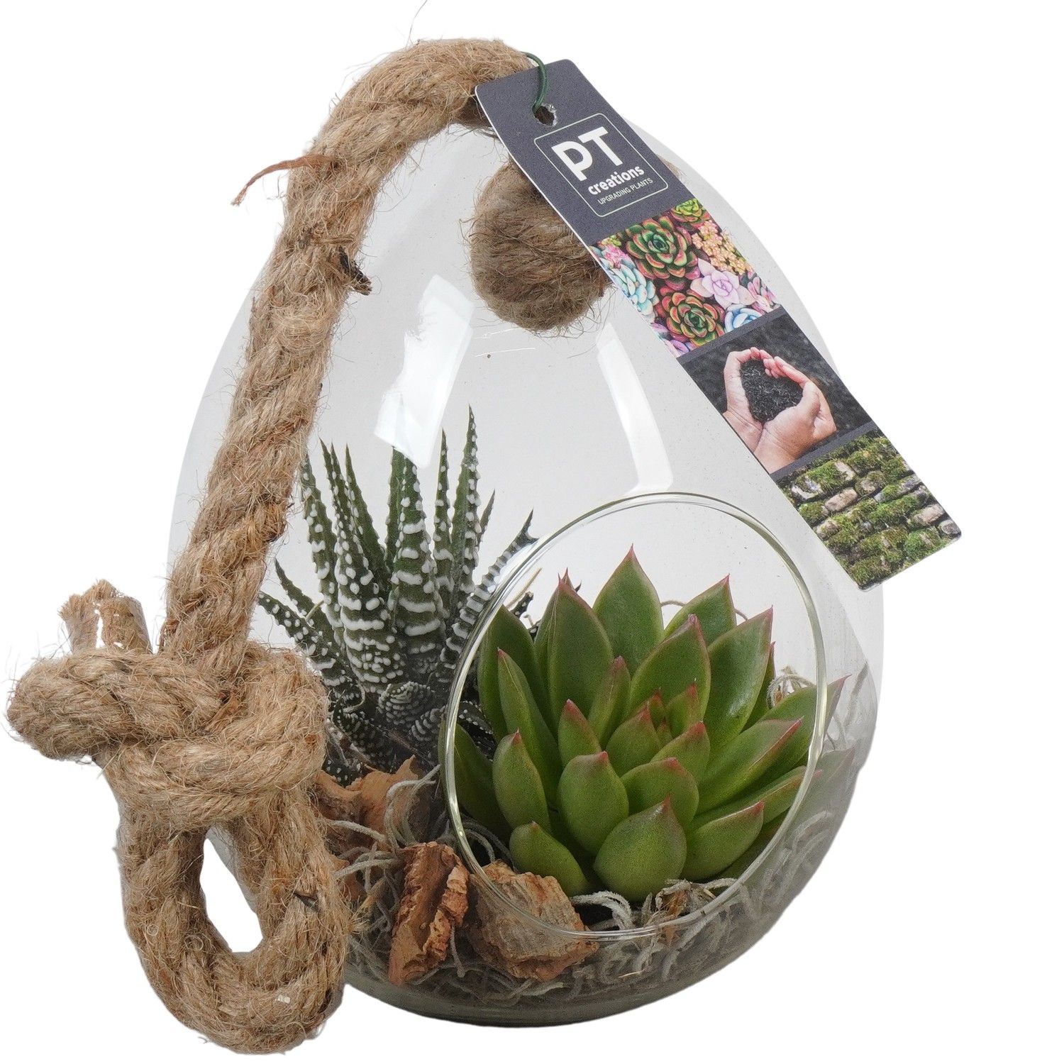 PTSU8408 Arrangement Succulenten in glazen ei, D 13