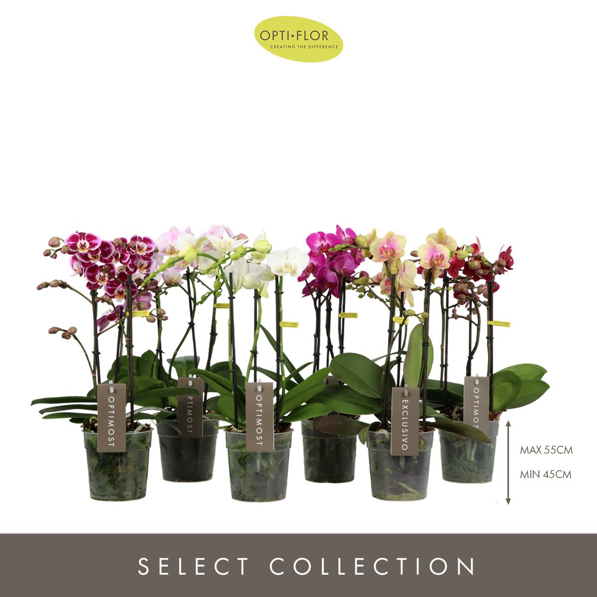 Optimost & Exclusivo Mix 3 spike, D 12 cm