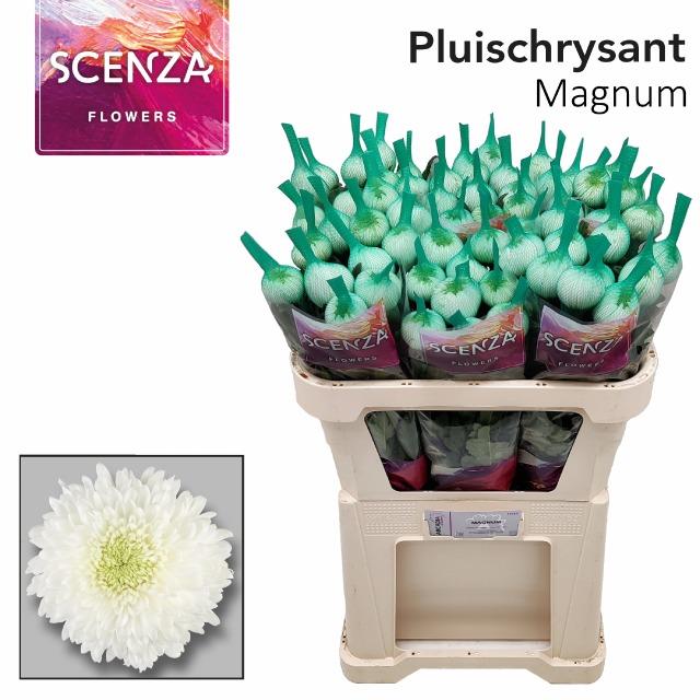 Хризантема од. Магнум 70 (бел.), шт. Хризантема од. Магнум 70 (бел.), шт.