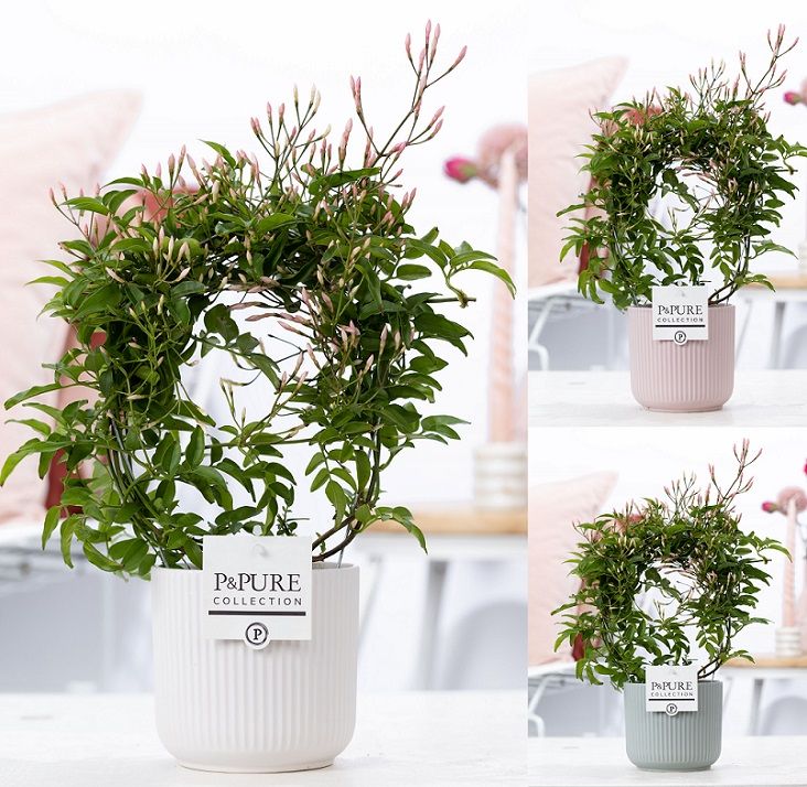 Jasminum Poly. ( 200+ knop) in P&PURE Sophie ceramics ass.3, D 12