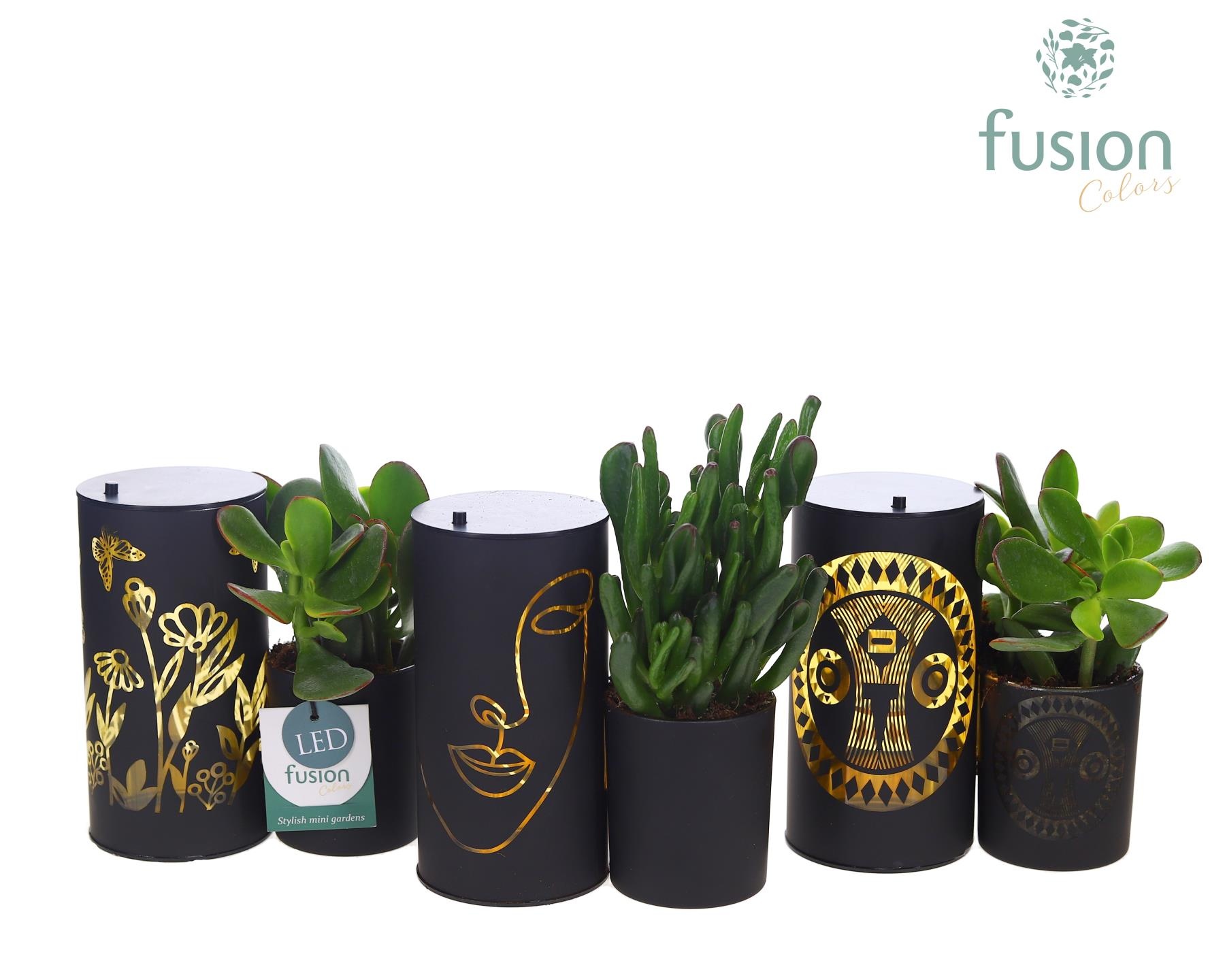 LED Duo glazen met Succulent, D 15