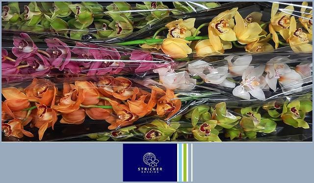 Цимбидиум Микс 80 x6, шт.