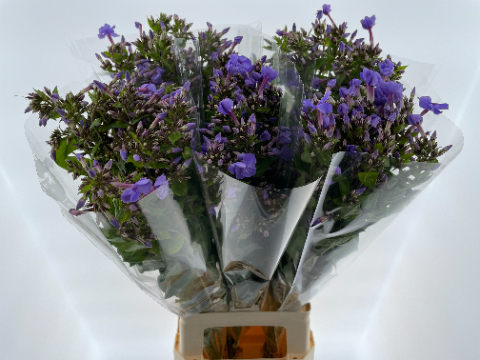 Флокс Баттерфлай 60, шт.