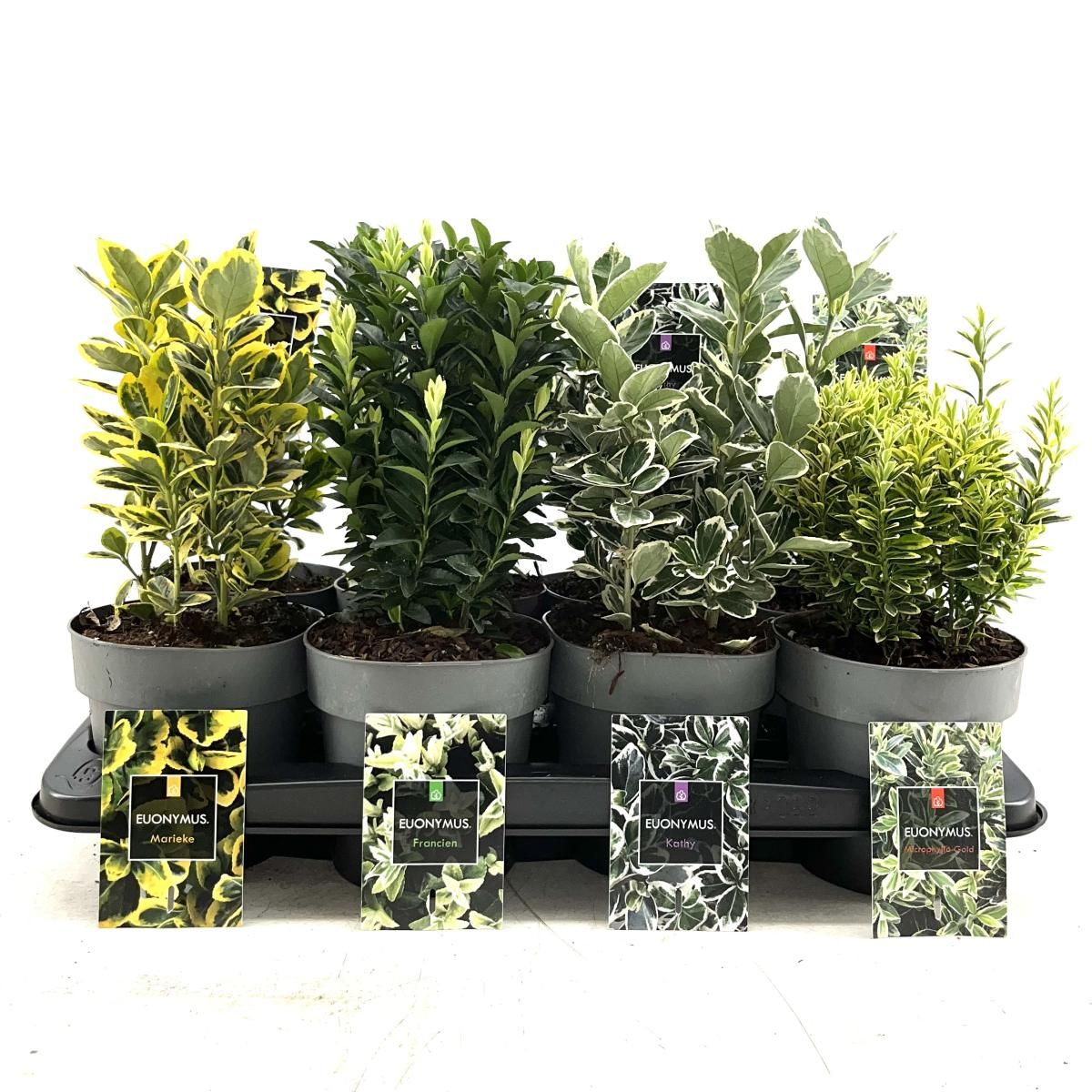 Euonymus jap. Gemengd, D 15