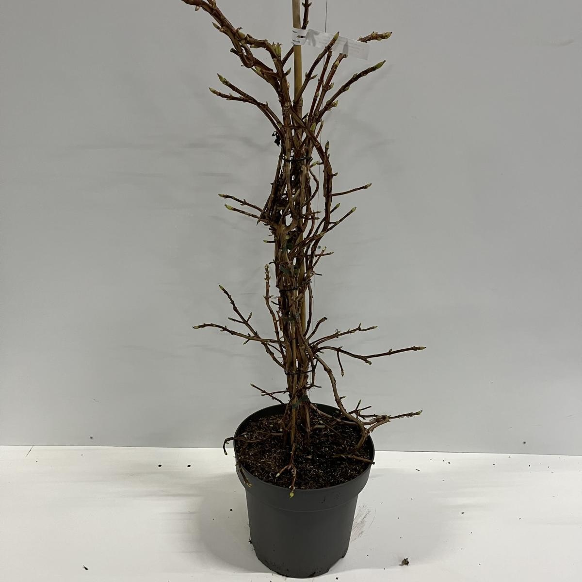 Hydrangea petiolaris, gebonden, D 32