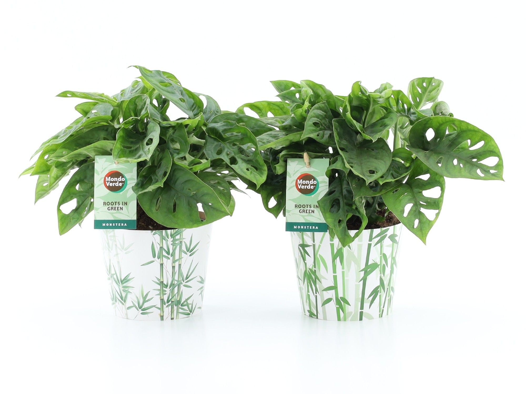 Monstera Adansonii in Potcover Bamboo, D 12