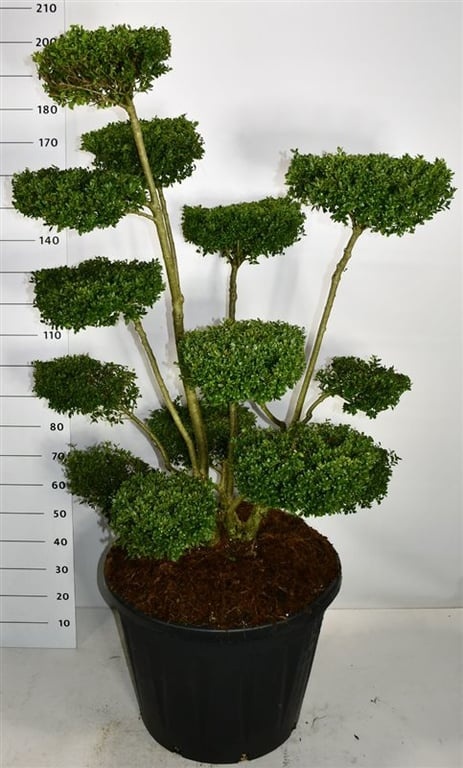 Ilex crenata "Ellipta Convex", D 65