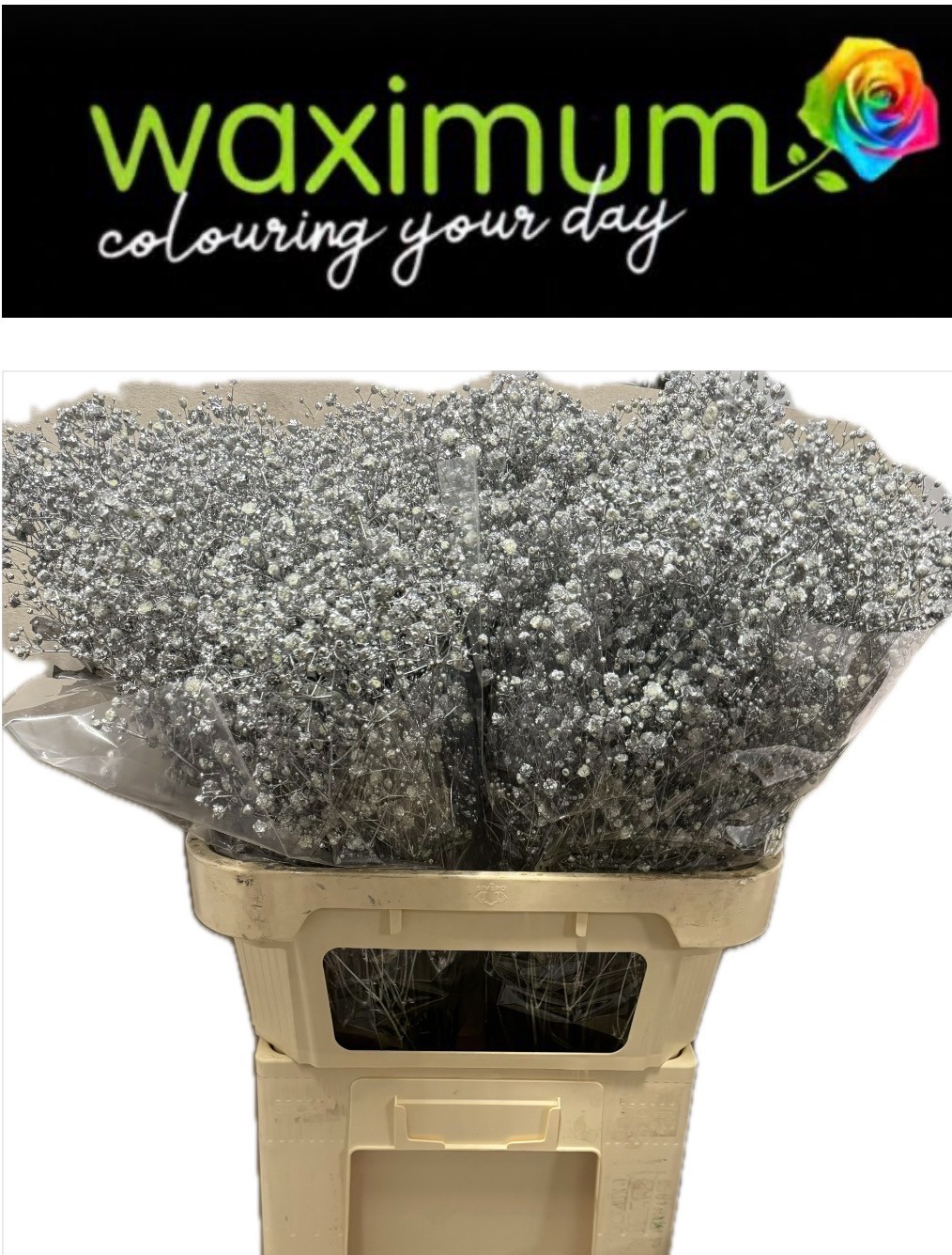 Гипсофила Овериг Крашеная (краш. ) 80, шт.