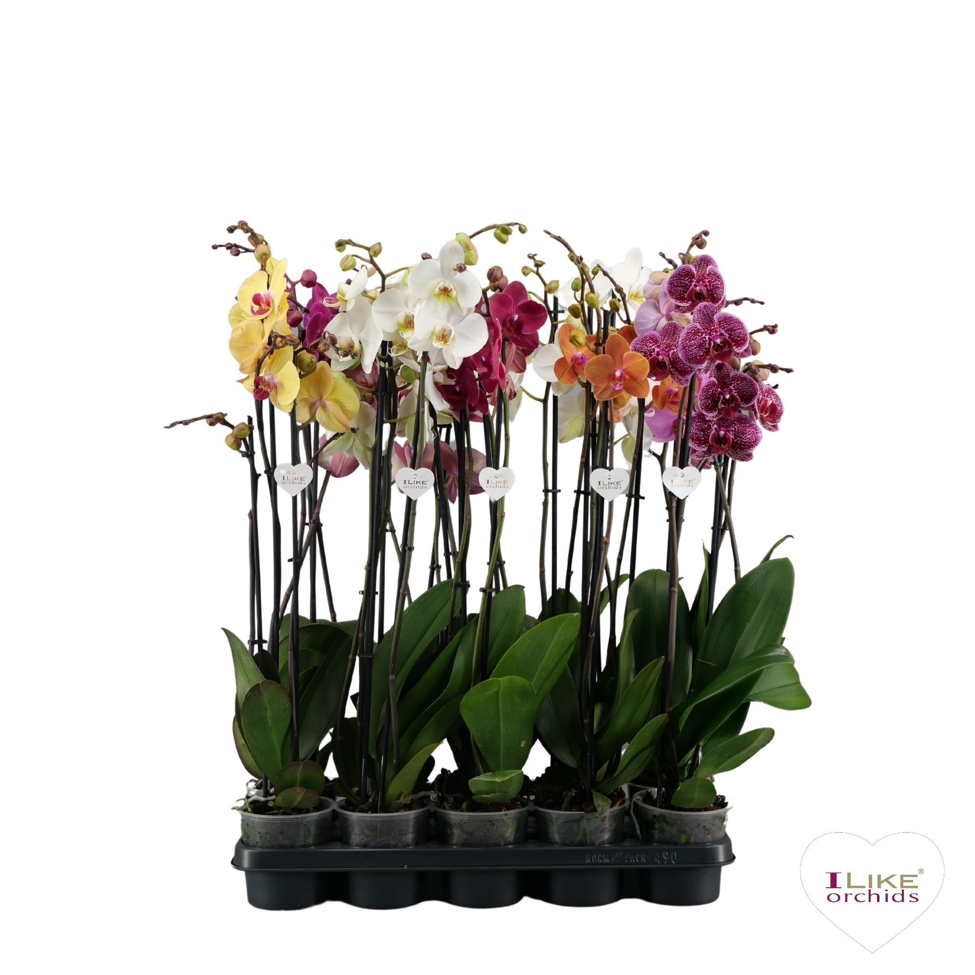 Phalaenopsis mix - 3 tak 80cm, D 12 cm