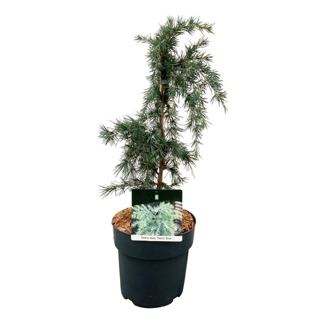 Cedrus deod. 'Feelin' Blue', D 23