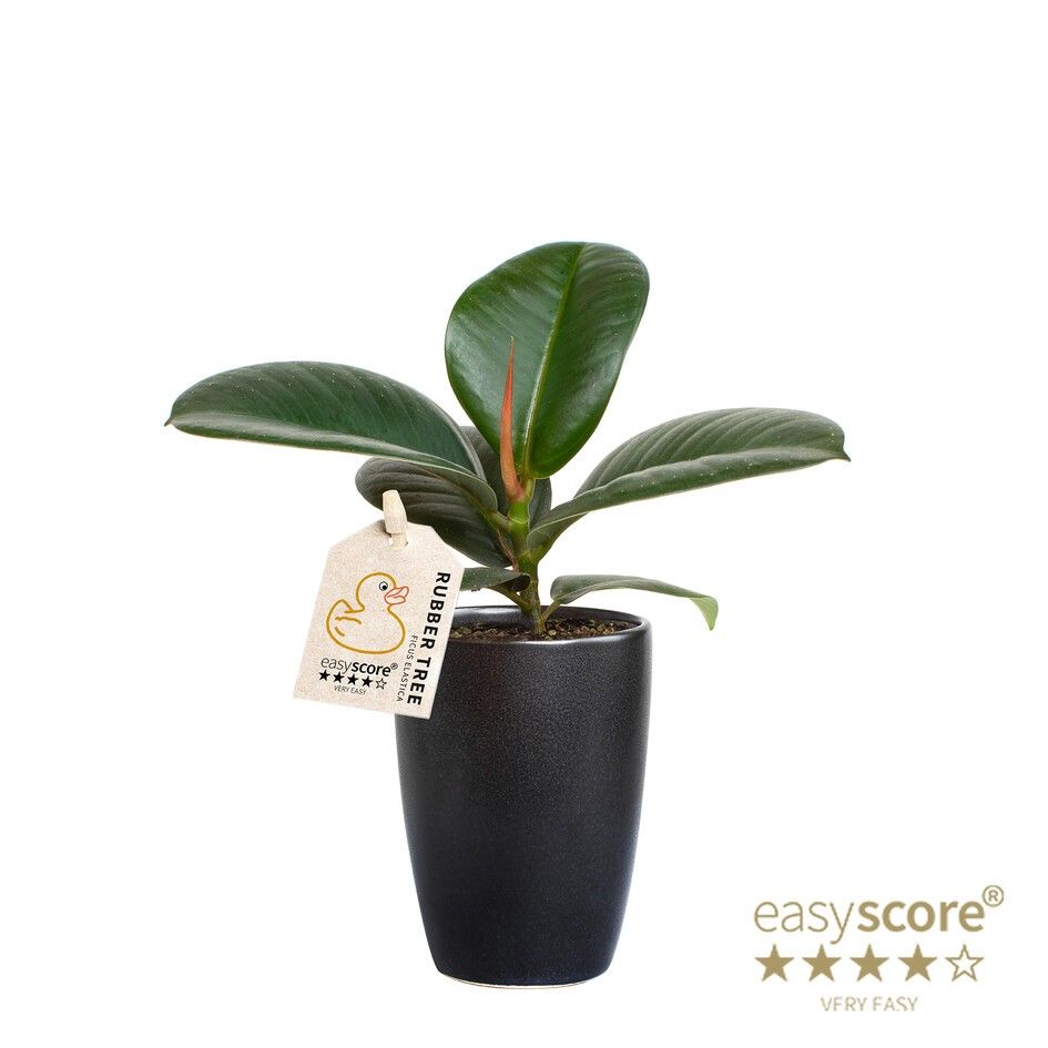 Classic Black, Ficus elastica ´Sofia´, D 7