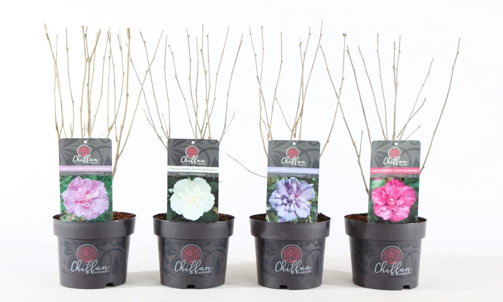 Hibiscus syr. 'Chiffon'® mix P19/C3, D 19