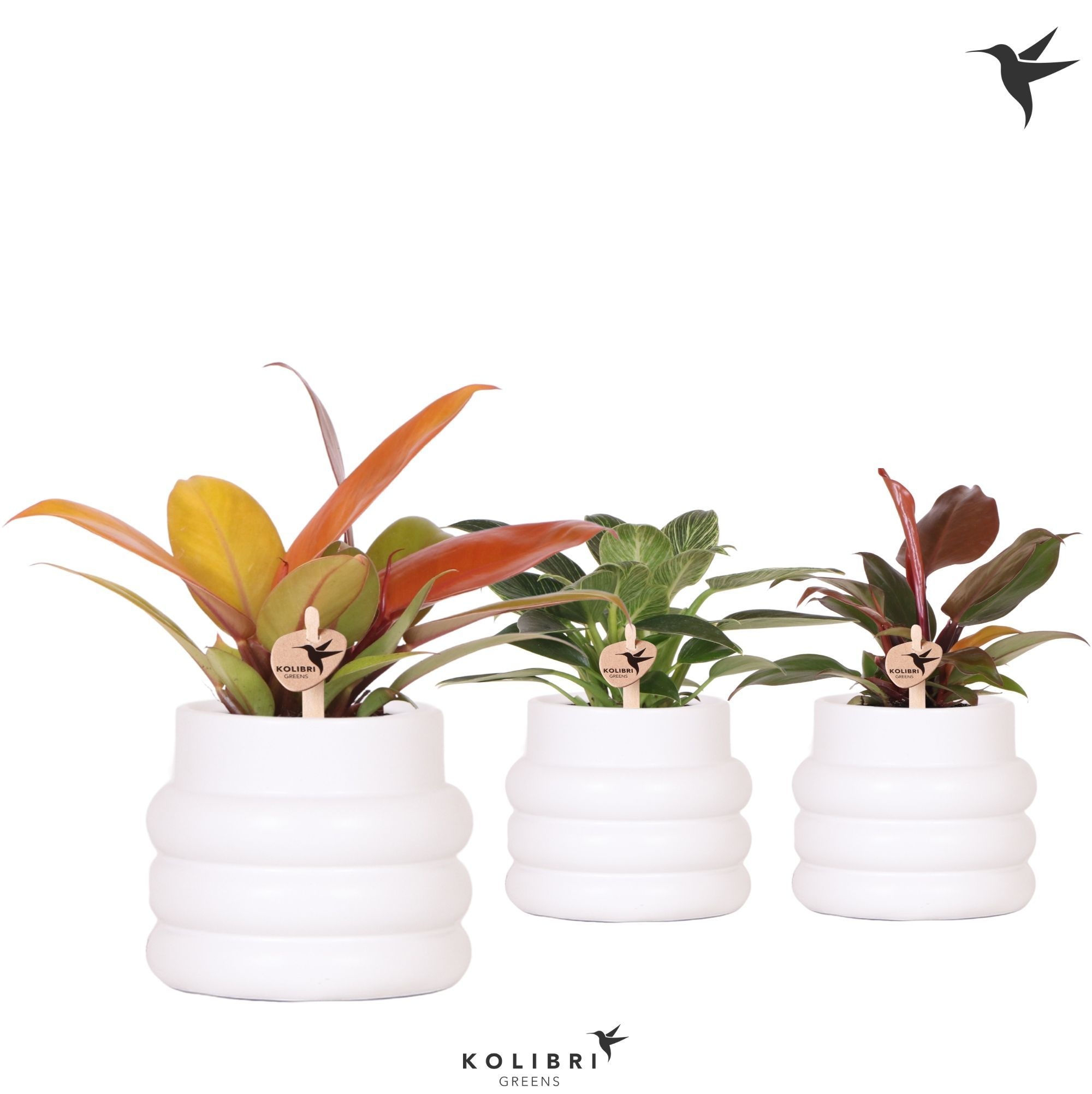 Kolibri Greens Philodendron mix in Bubble pot white, D 9