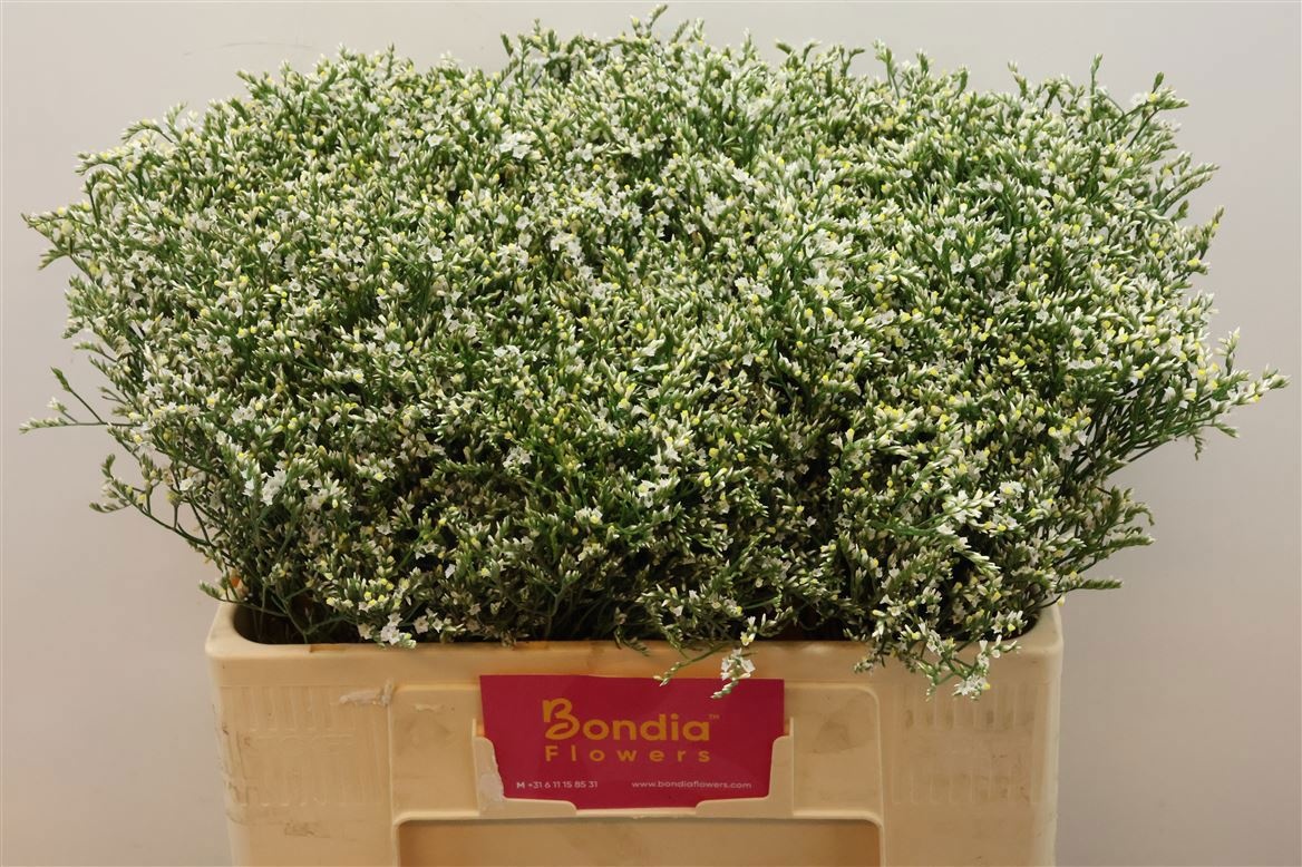 Лимониум Чайна Вайт 50 (бел.), шт.