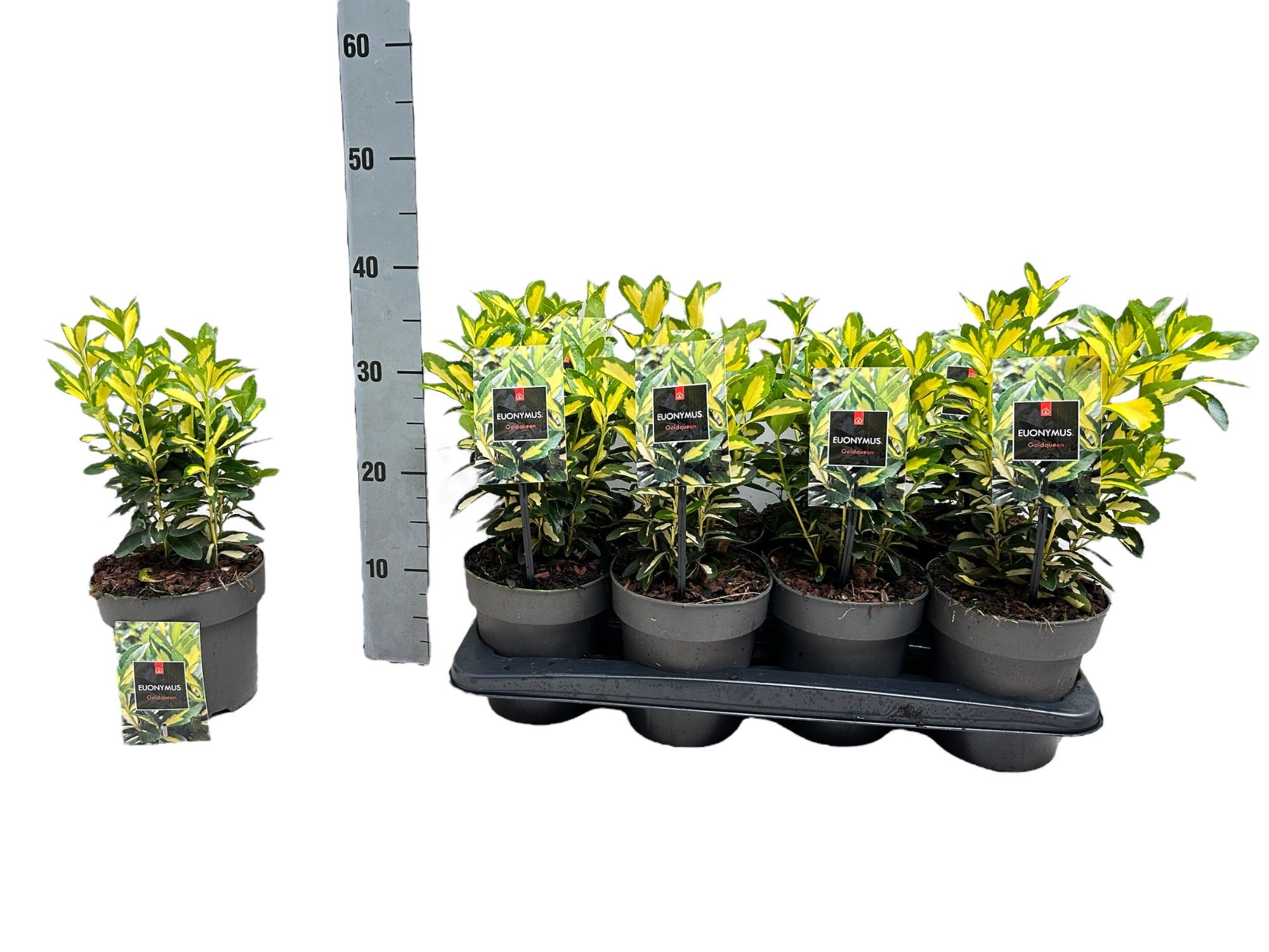 Euonymus japonicus 'Goldqueen', D 15