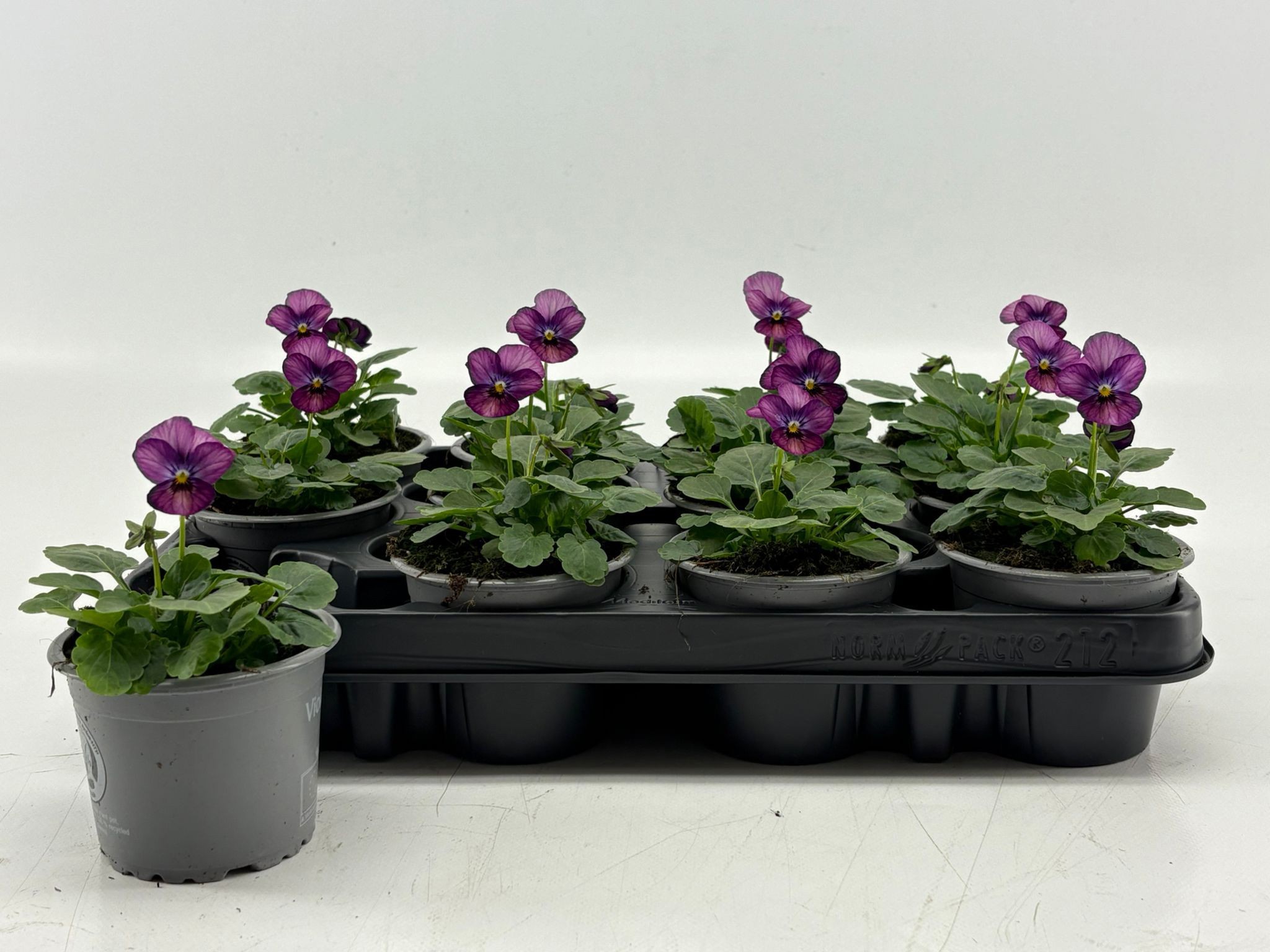 Viola Cornuta Plum Antique, D 9