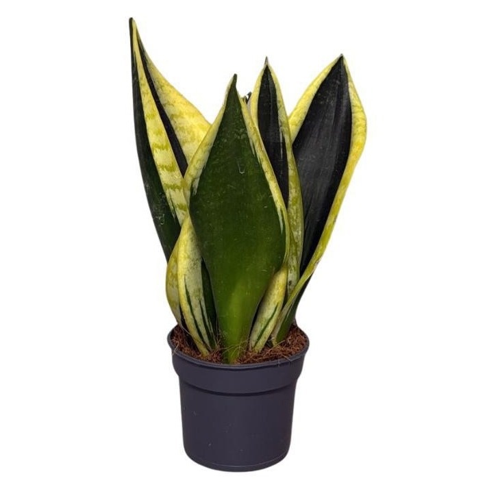 Sansevieira Black Gold 3pp, D 9