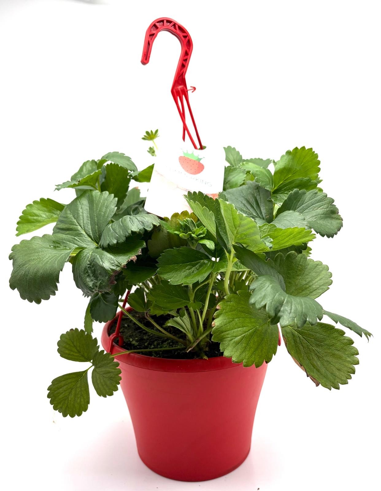 Fragaria Summerking P23 hangpot, D 23