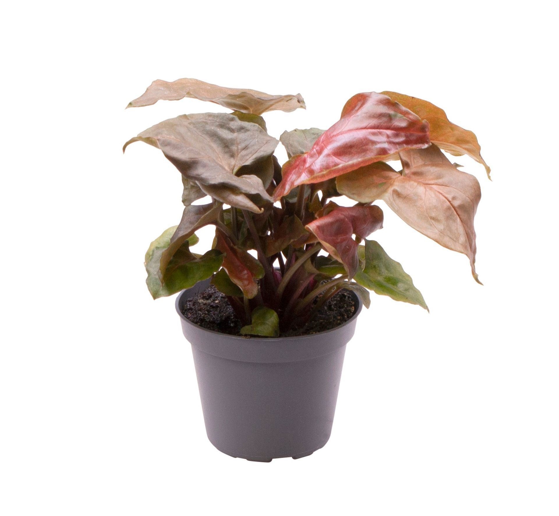 Syngonium Maria� 6 cm, D 6