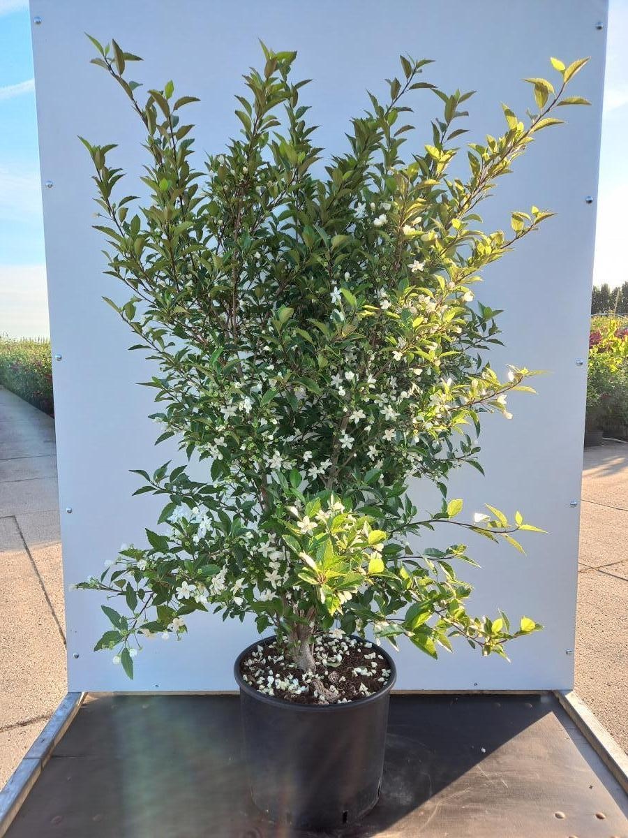 Hoheria sexstylosa 'Stardust', D 40