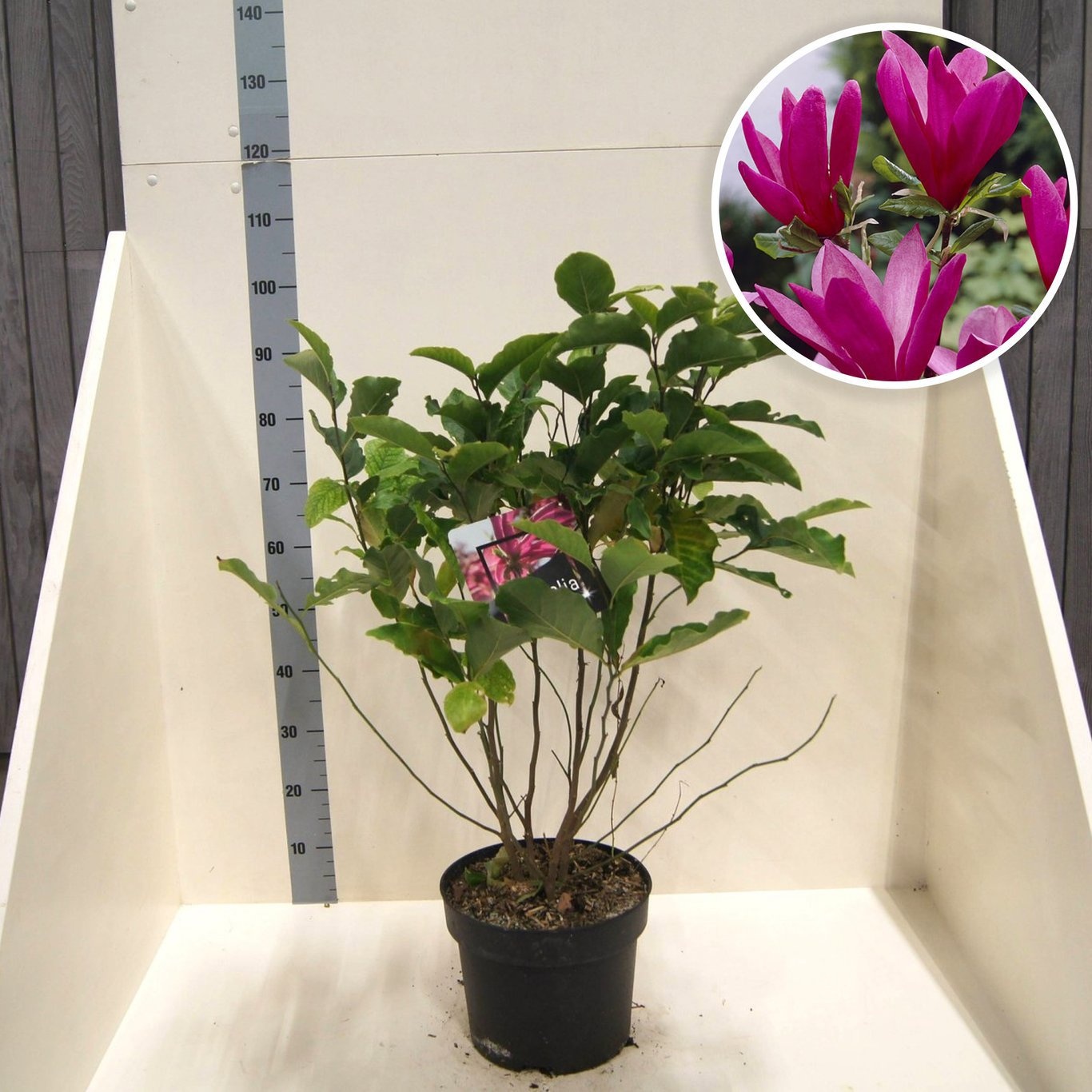 Magnolia 'Susan', D 28