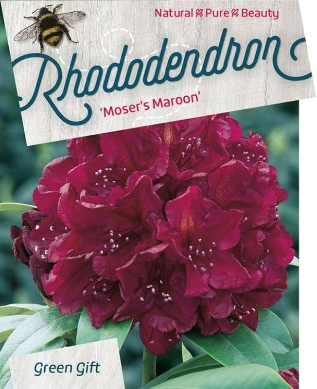 Rhododendron 'Moser's Maroon', D 29