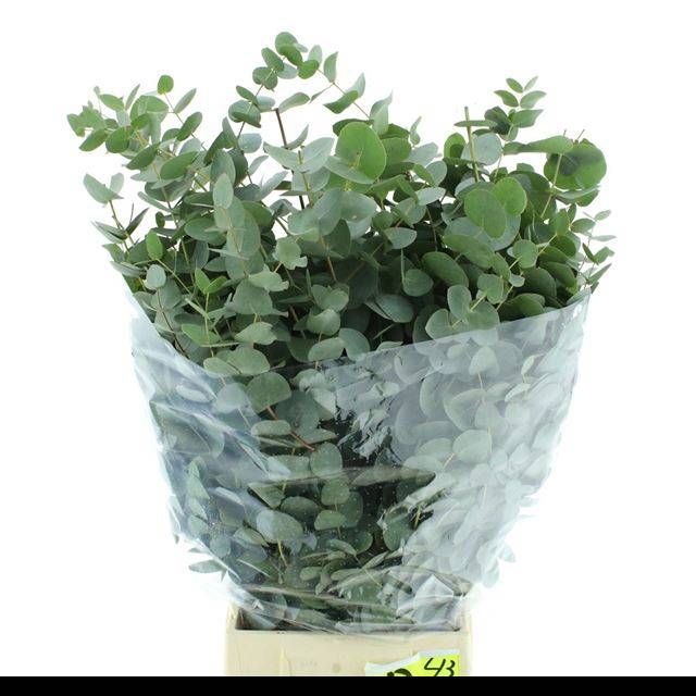 Эвкалипт Цинерея за пучок 70 (зел.), пуч.