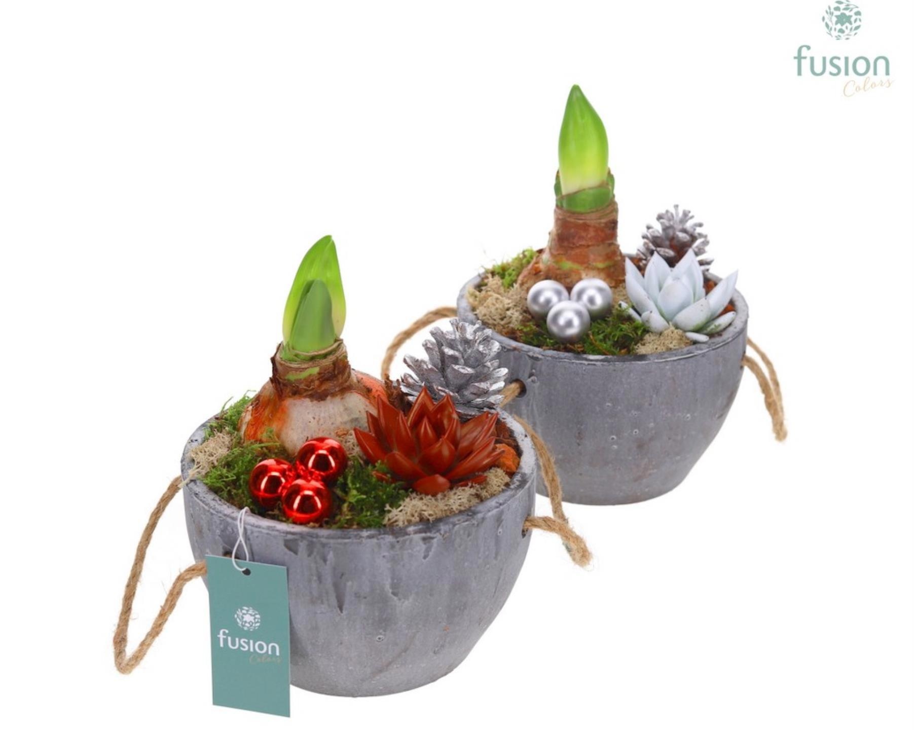 Cement pot Amaryllis met kerstdecoratie, D 18