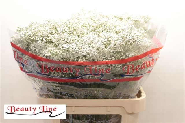 Гипсофила Миллион Стар 80, шт.