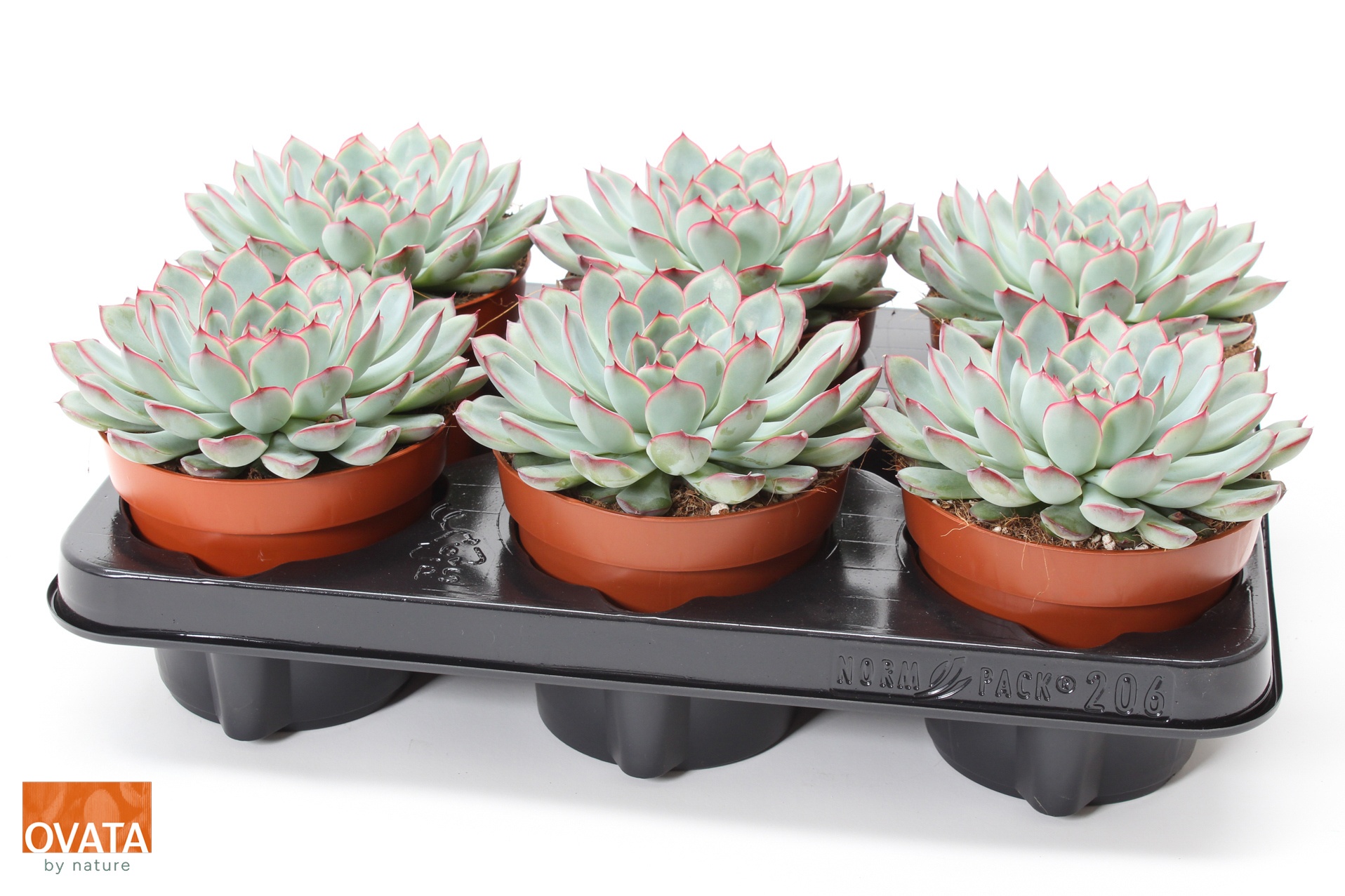 Echeveria sky pearl 12, D 12