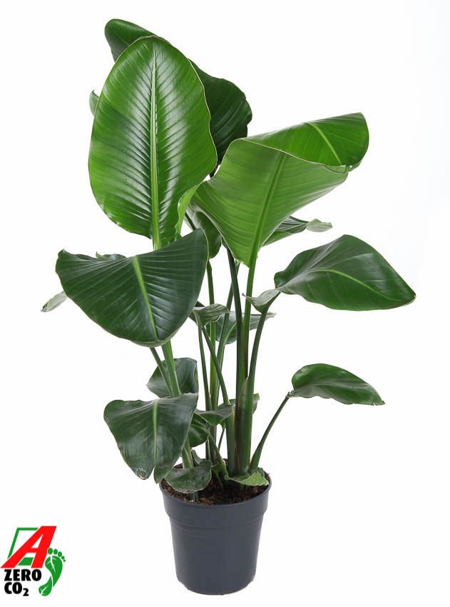 Strelitzia Nicolai P24(zonder bloem), D 24