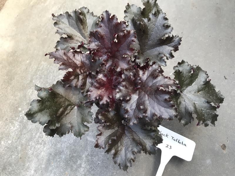 HEUCHERA-HYBRID 'BLACK TAFFETA', D 12