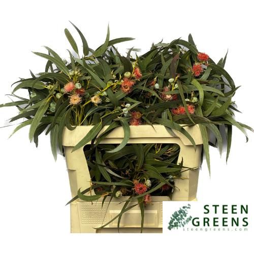 Эвкалипт Овериг (лист) за пучок 75, пуч.