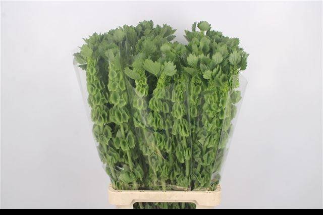 Молюцелла Овериг за стебель 80 (зел.), шт.