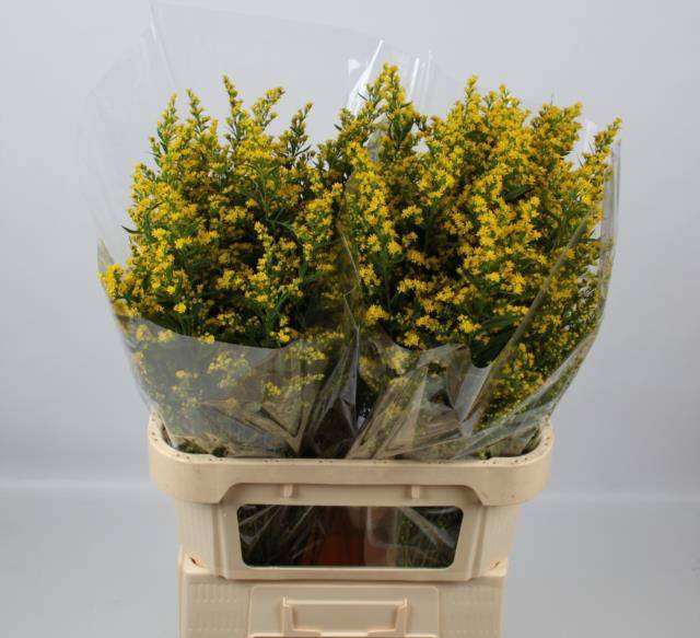 Солидаго Санни Глори 80, шт.