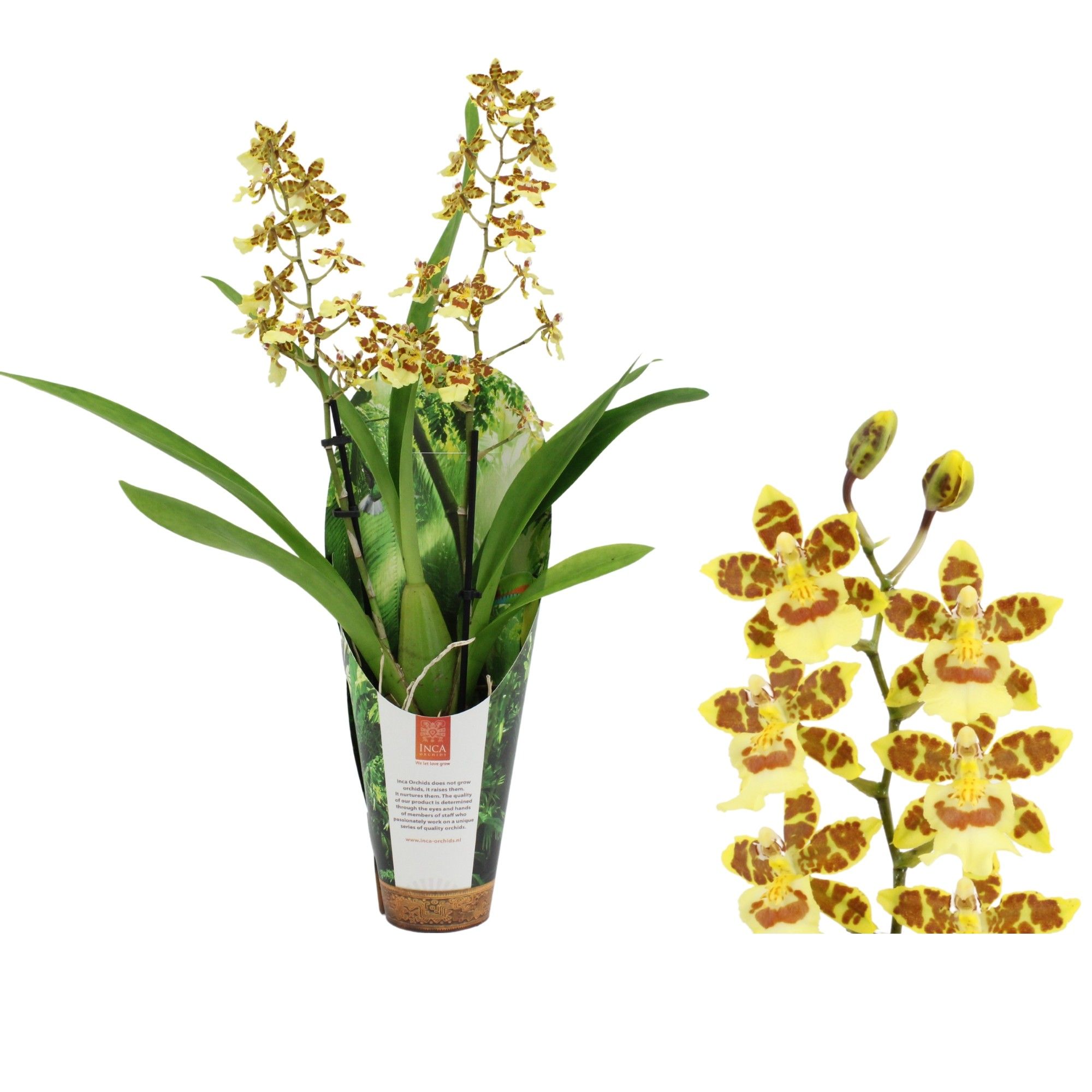 Inca Cambria Pacific Sunset 2 spike 9cm luxury jungle cover, D 9