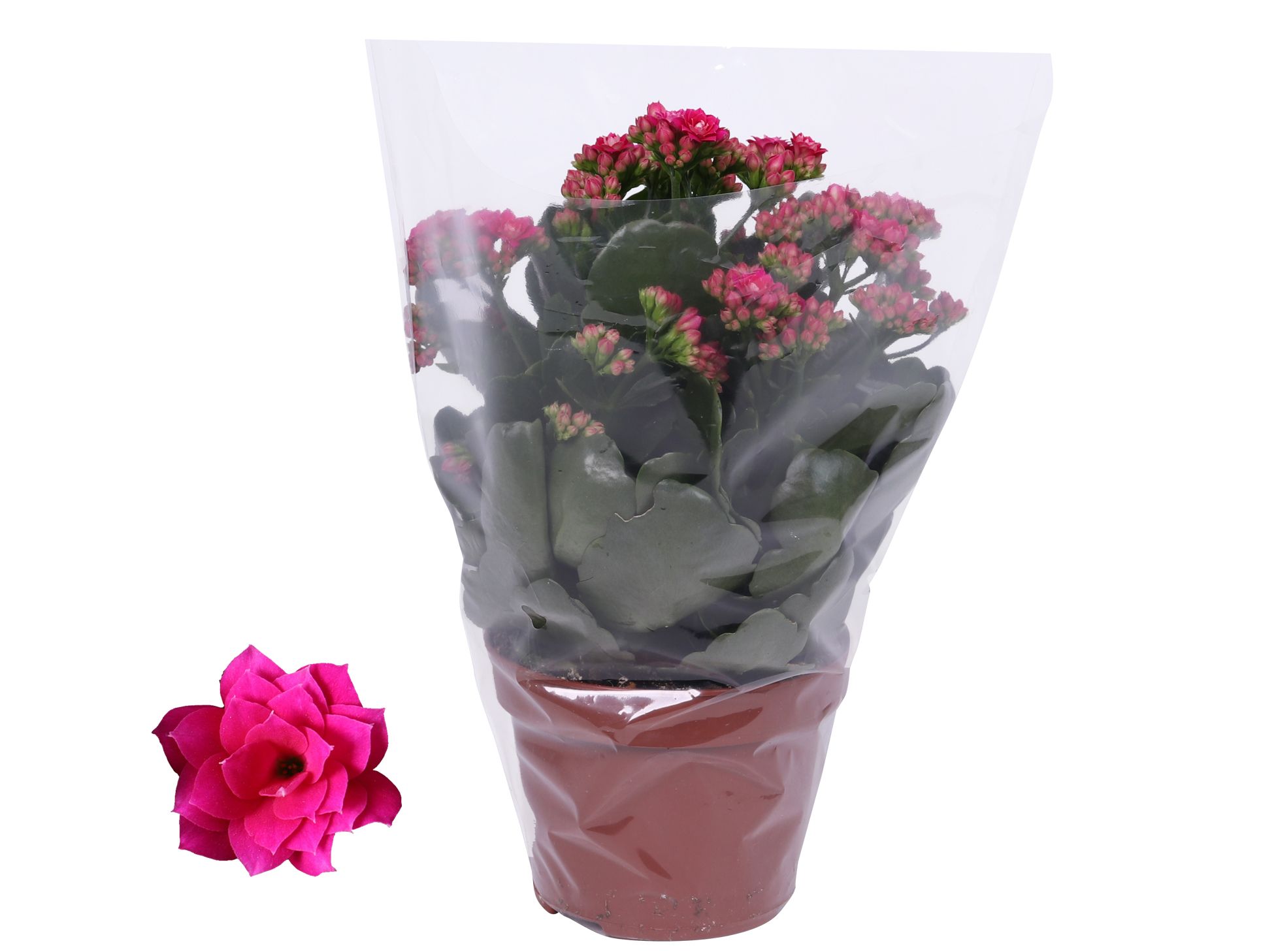 Kalanchoe Rosalina 12cm Don Victorio paars, Blanco hoes, D 12 cm Kalanchoe Rosalina 12cm Don Victorio paars, Blanco hoes, D 12 cm