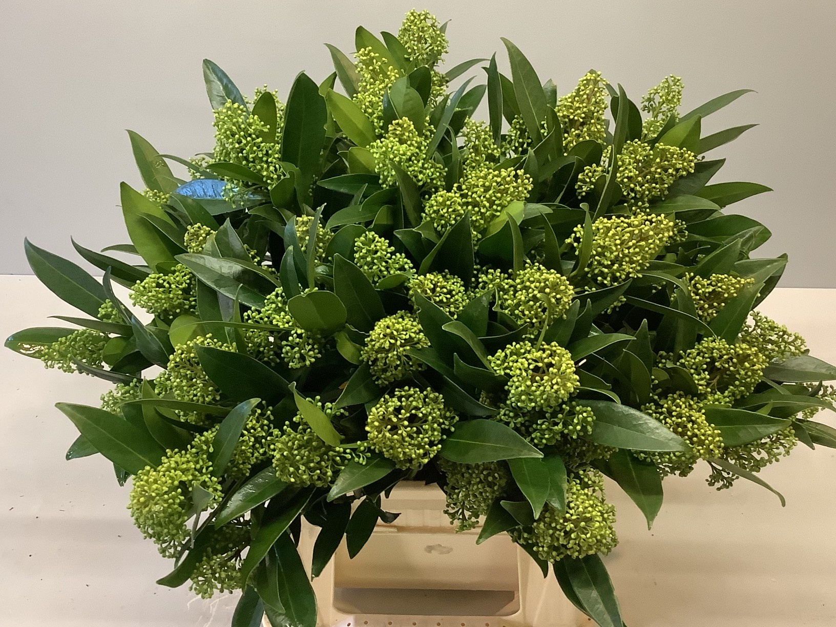 Скимия Кью Грин за пучок 45 (зел.), пуч.