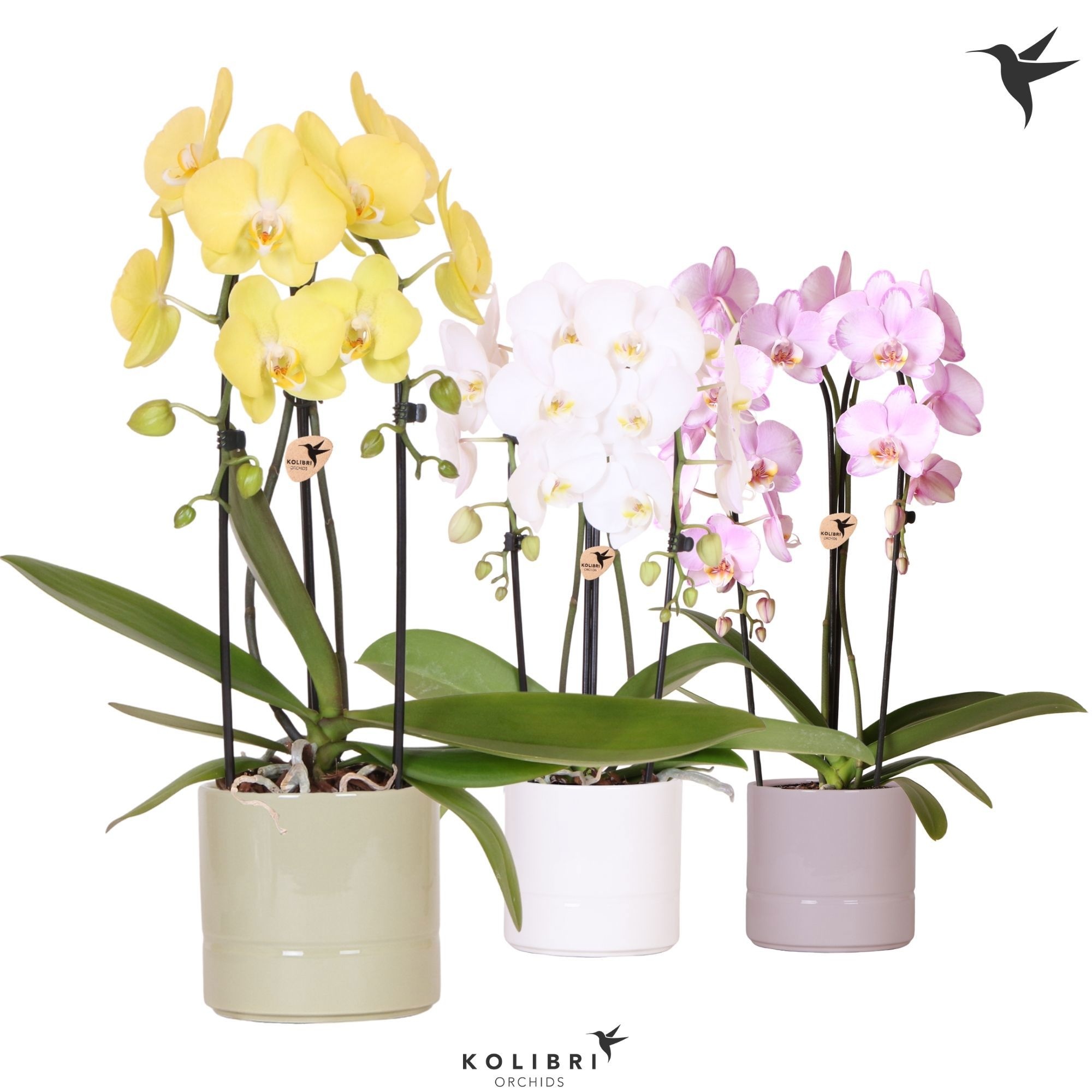 Kolibri Orchids Phalaenopsis Cascade Niagara Fall mix 2 spike in Pastel pot mix, D 12