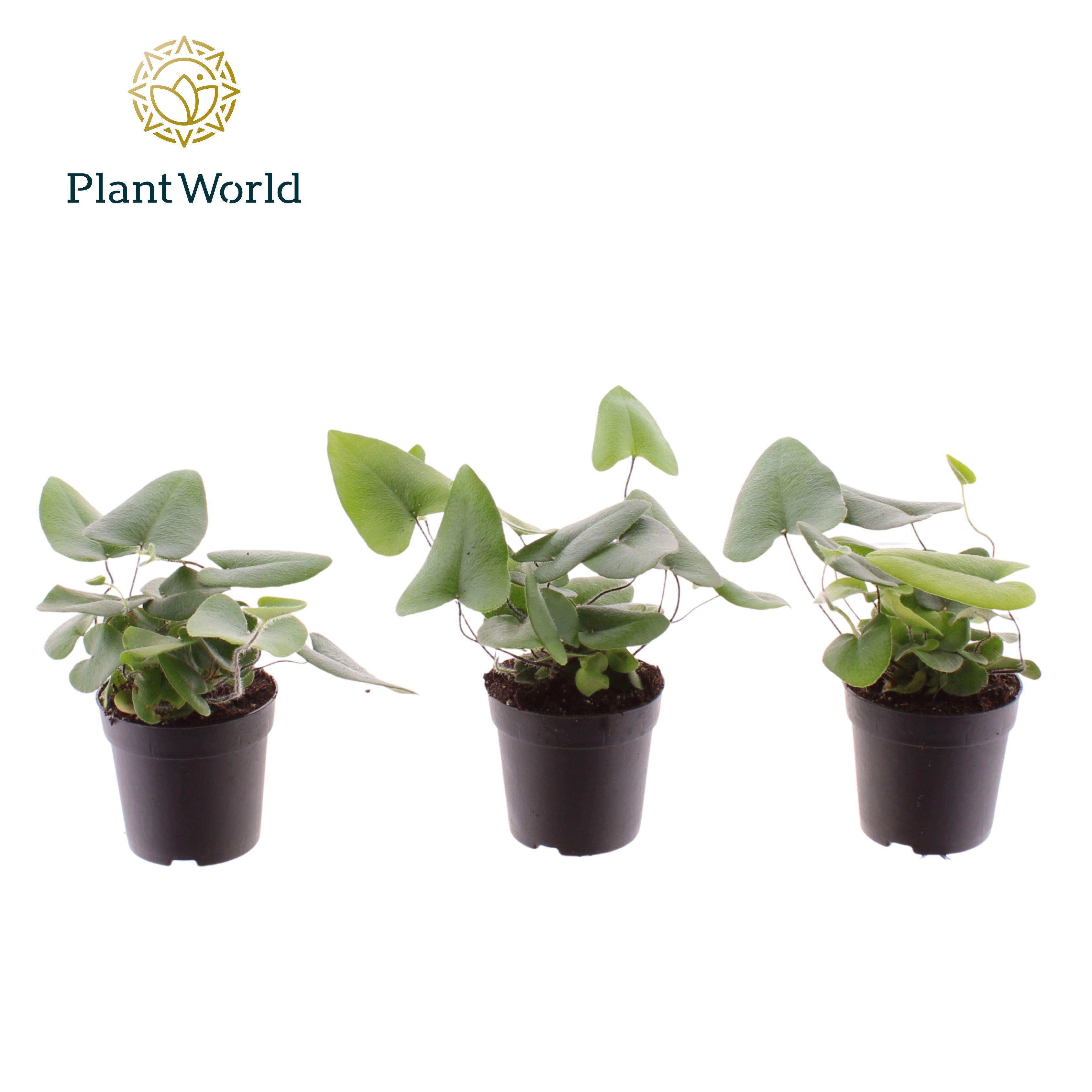 Hemionitis arifolia 7 cm, D 7