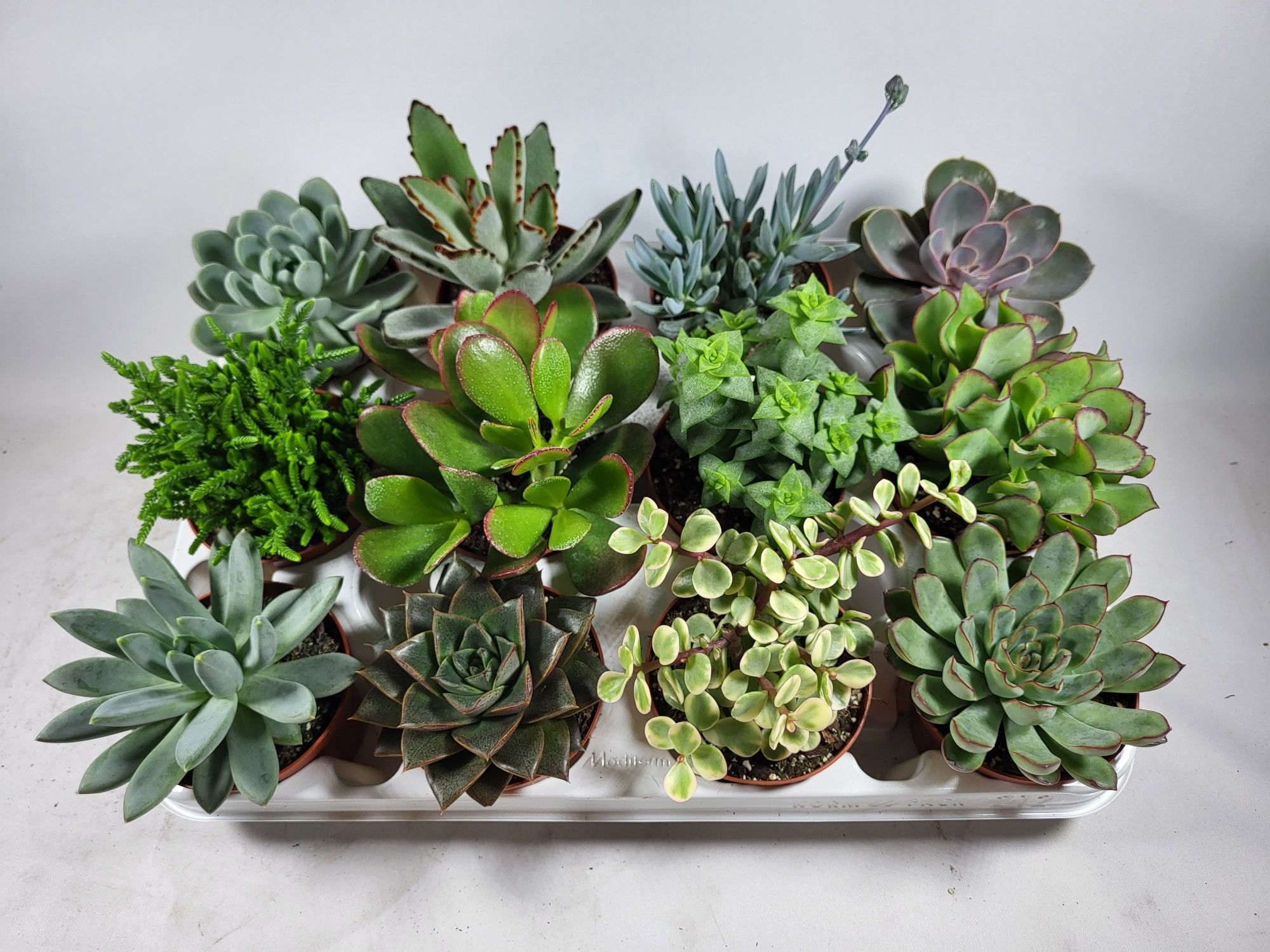 succulenten mix 8.5, D 8,5