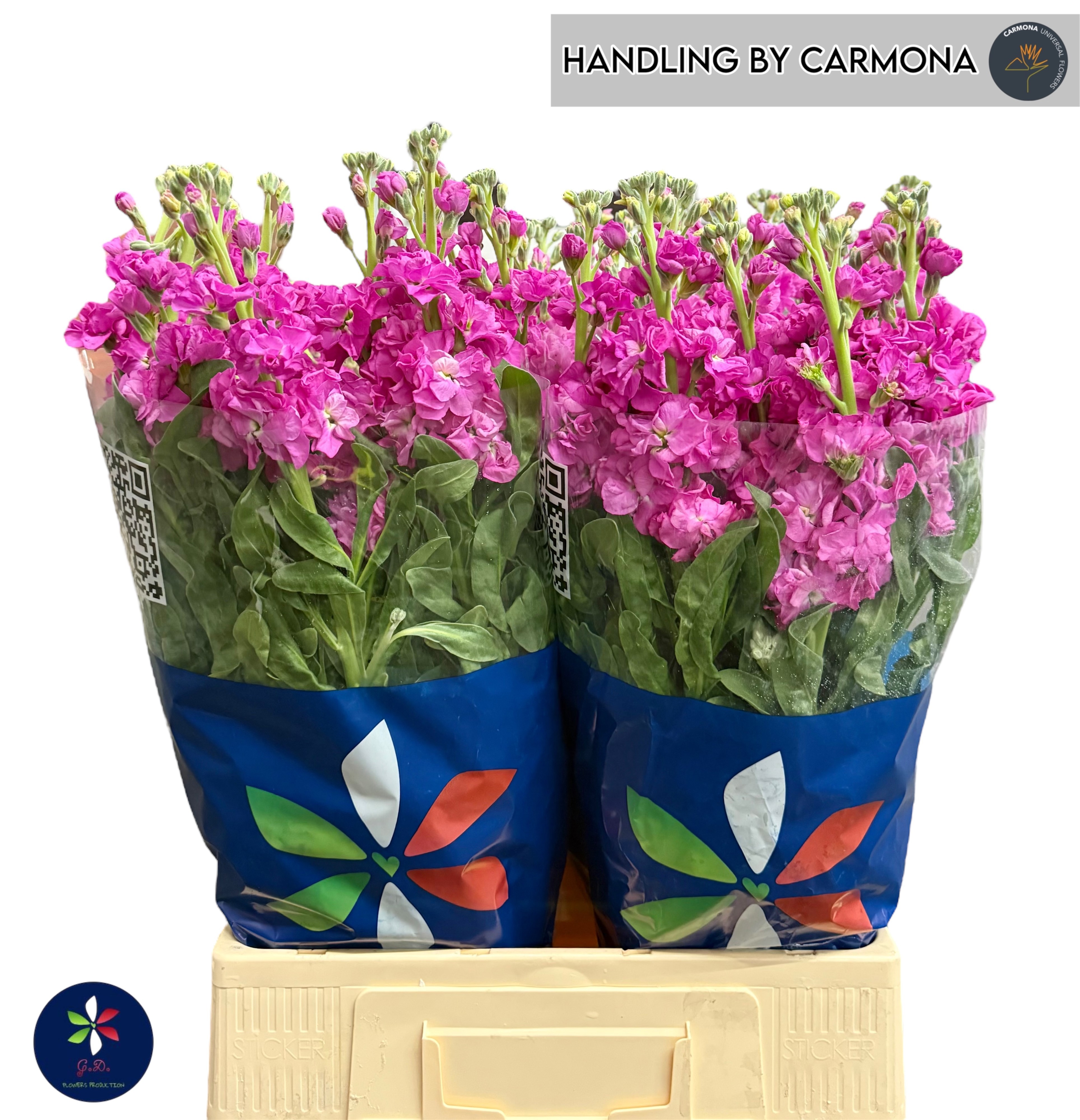 Маттиола од. Айрон Дип Пинк 70, шт. Маттиола од. Айрон Дип Пинк 70, шт.