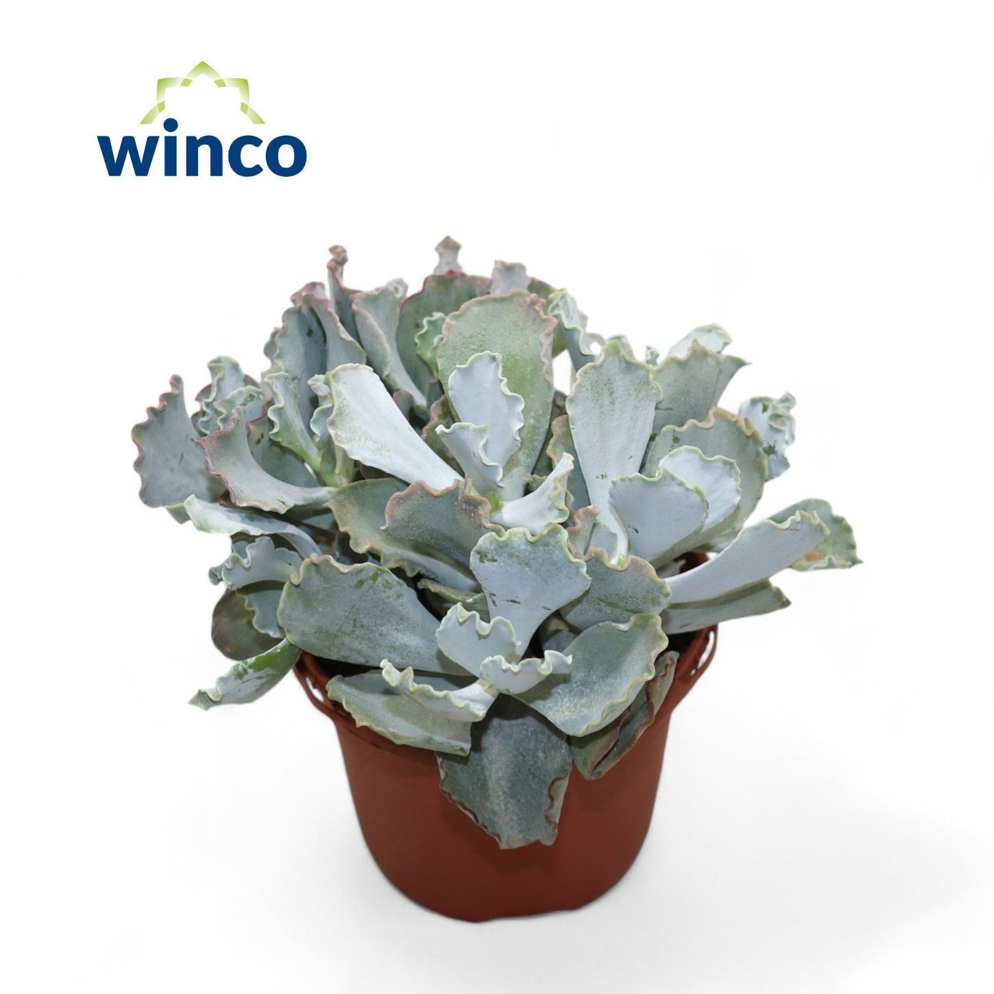 Cotyledon Undulata (group), D 17