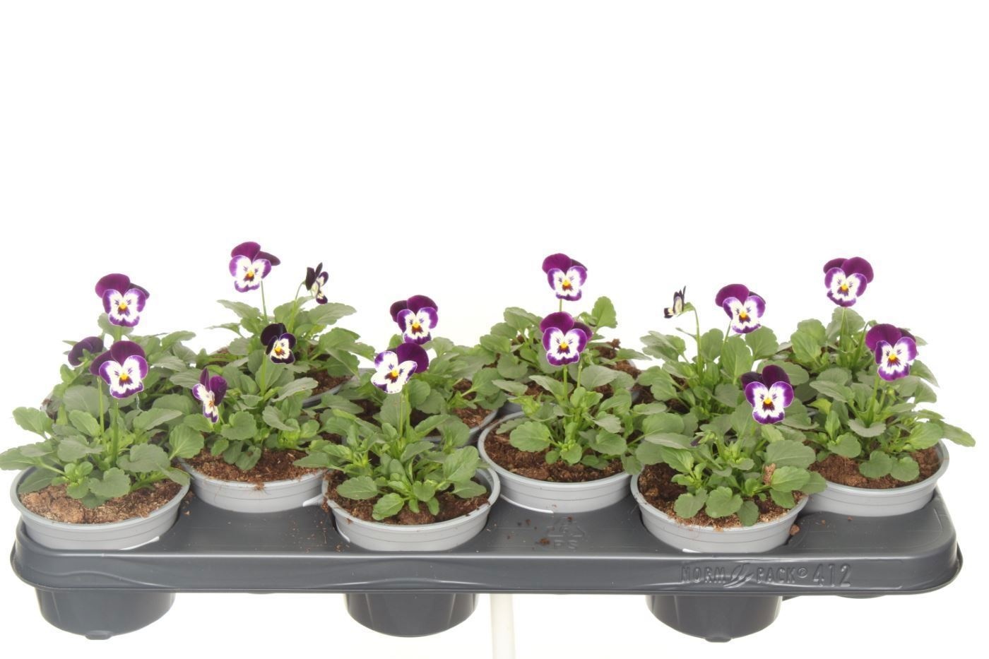 Viola cornuta Deltini Violet face, D 11 cm