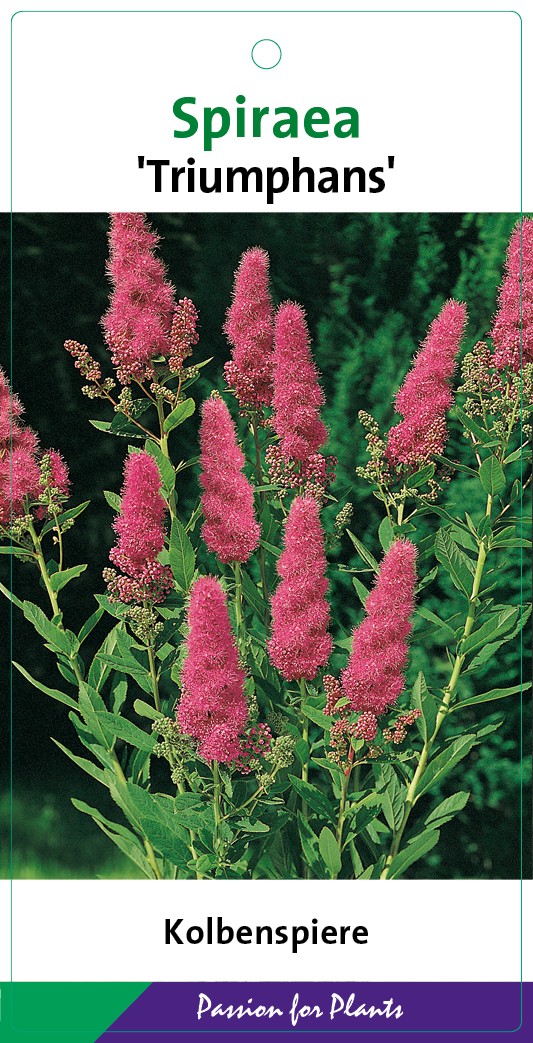 Spiraea billardii 'Triumphans' 60-80C5, D 23 cm
